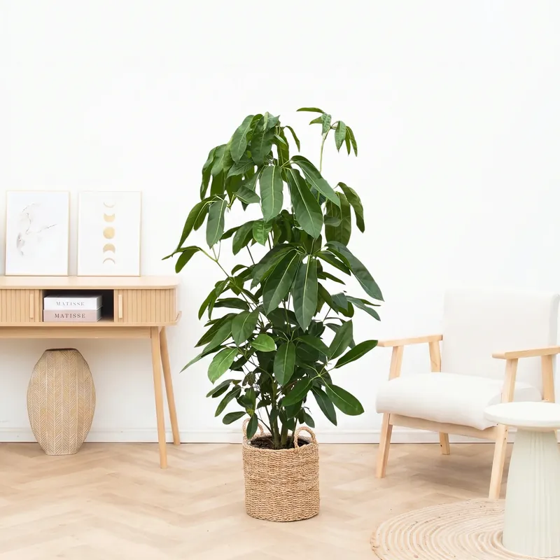 Schefflera Amate - 150cm - Bespaar nu