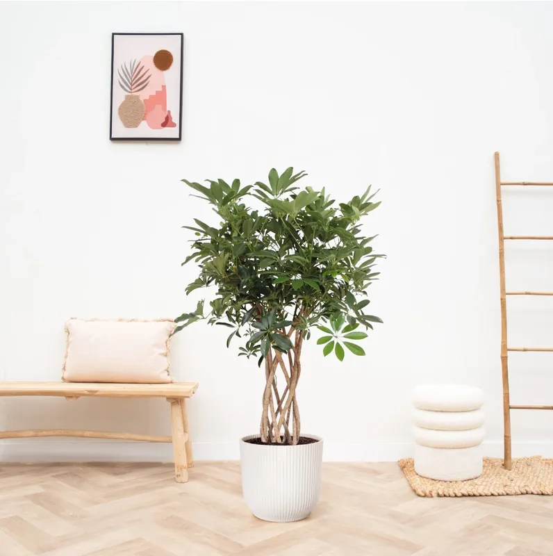 Schefflera Arboricola Compacta gevlochten stam - 120cm - Koop vandaag