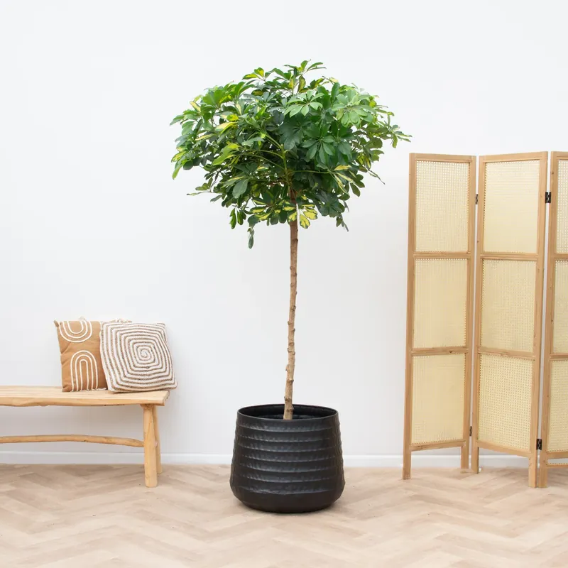 Nu kopen | Schefflera Gold Capella op stam - 210cm