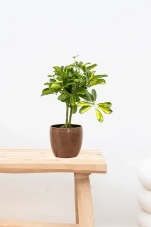 Veilig betalen | Schefflera Gold Capella op stam - 50cm