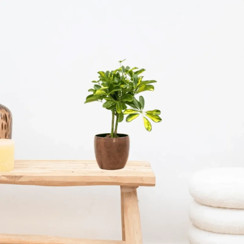 Veilig betalen | Schefflera Gold Capella op stam - 50cm