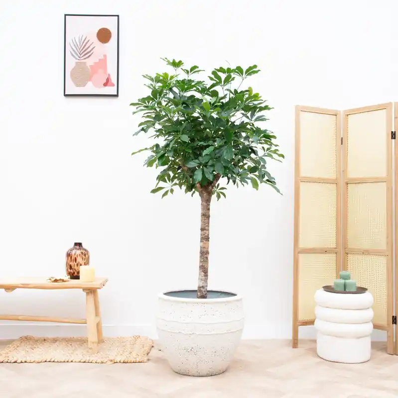 Schefflera op stam - 170cm - Aanbieding