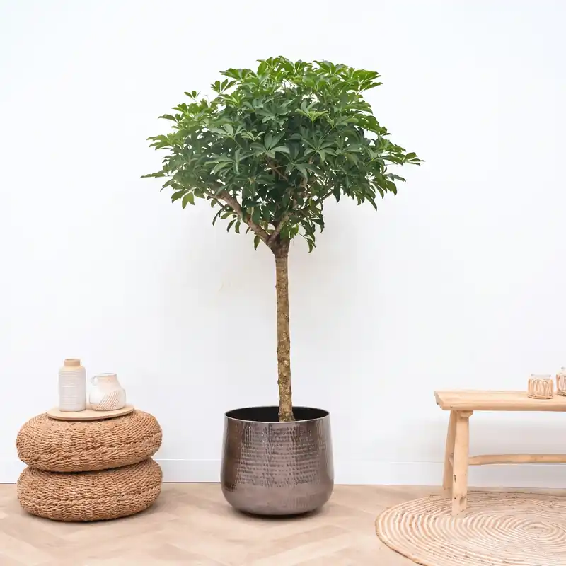 Schefflera op stam - 200cm | Aanbieding loopt bijna af