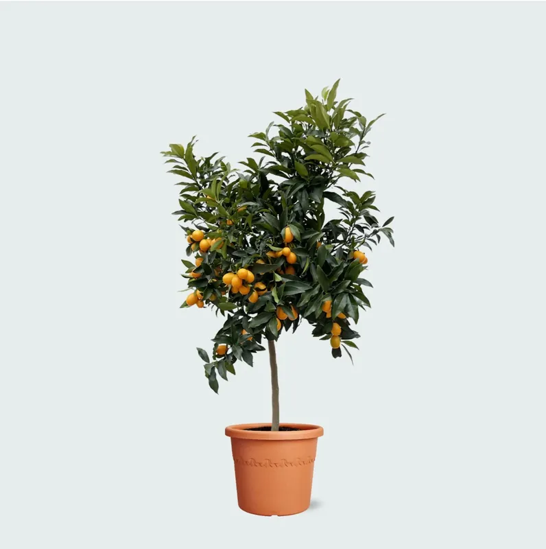 Sinaasappelboom - 200 cm - Premiumkwaliteit