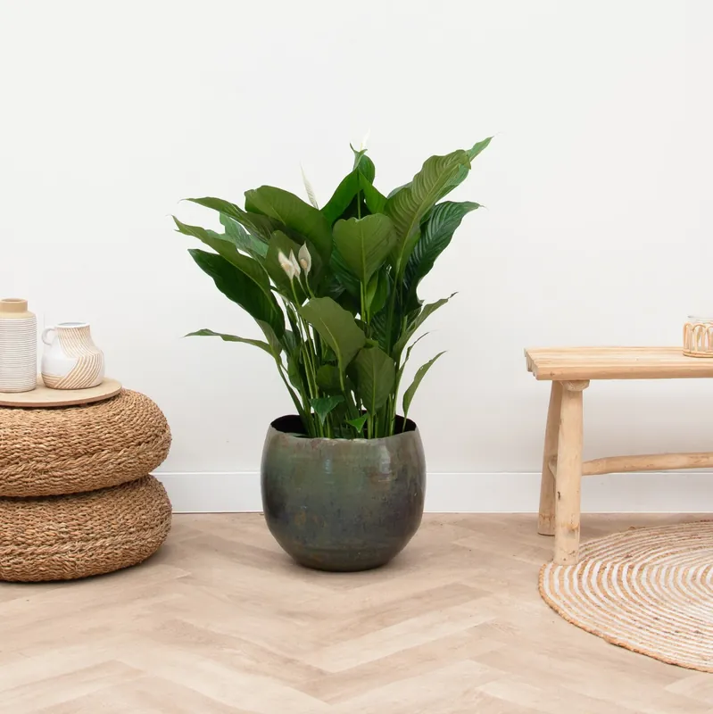 Nieuw | Spathiphyllum - 85cm