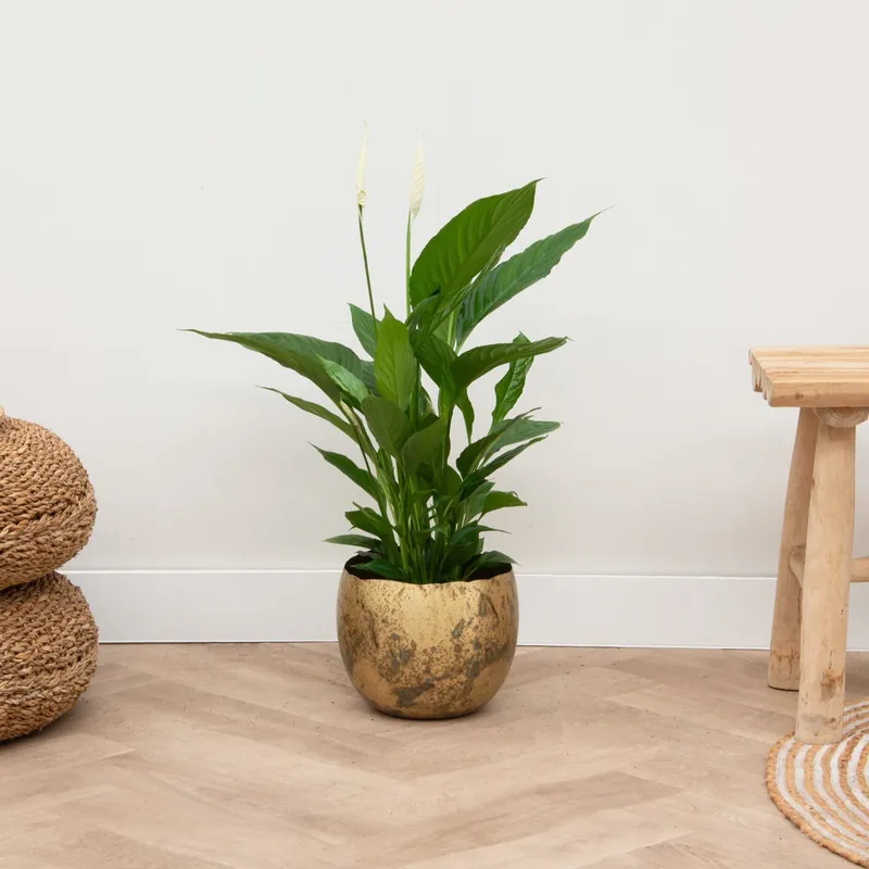 Spathiphyllum - 70cm - Koop vandaag