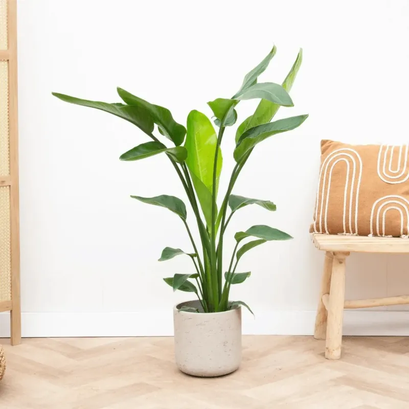 Strelitzia Nicolai - 70cm | Direct van de fabrikant