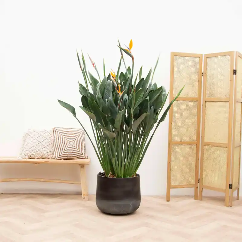 Strelitzia Reginae XXL - 170cm | Rechtstreeks uit de fabriek