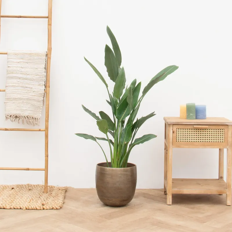 Strelitzia Reginae - 140cm - Aanrader