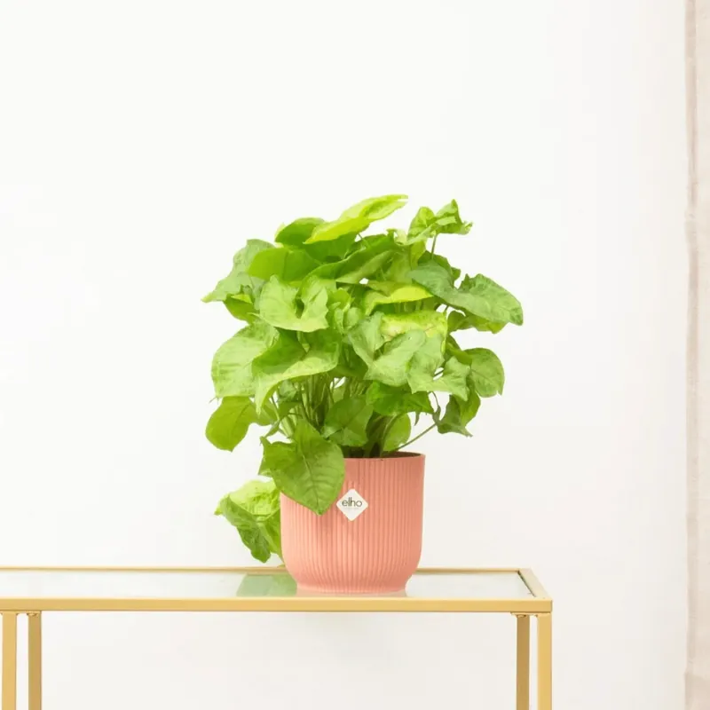 Snelle levering - Syngonium Golden Feel Green - 30cm