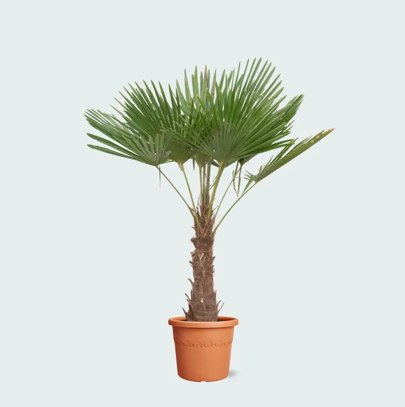 Trachycarpus Fortunei - 220 cm - Direct bestellen