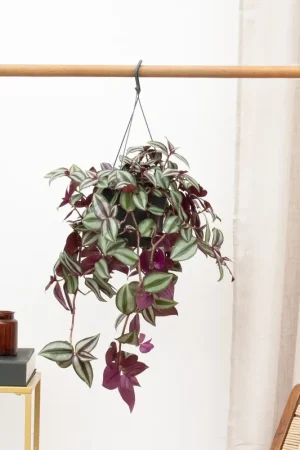 Verlaagde prijs - Tradescantia Zebrina Violet hangplant - 25 cm