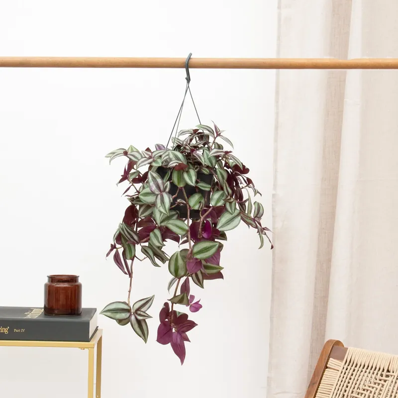 Verlaagde prijs - Tradescantia Zebrina Violet hangplant - 25 cm