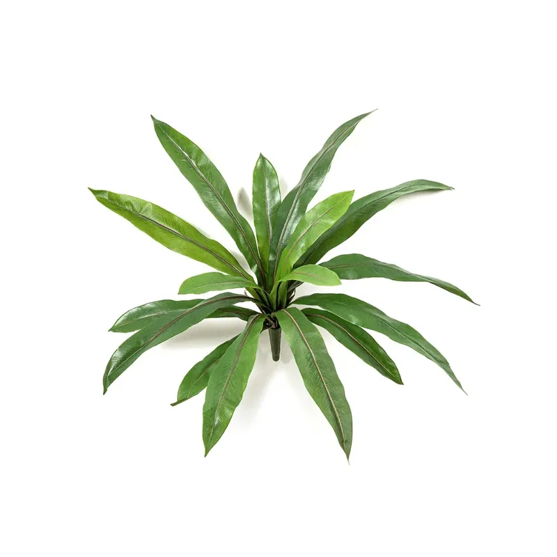 Meest verkocht - Kunst Varen Asplenium - 40 cm