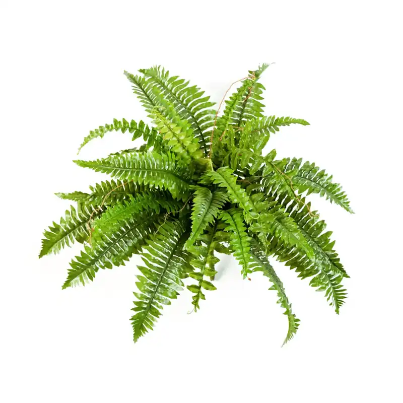 Kunstplant Varen Nephrolepis Boston - 60 cm - Topdeal