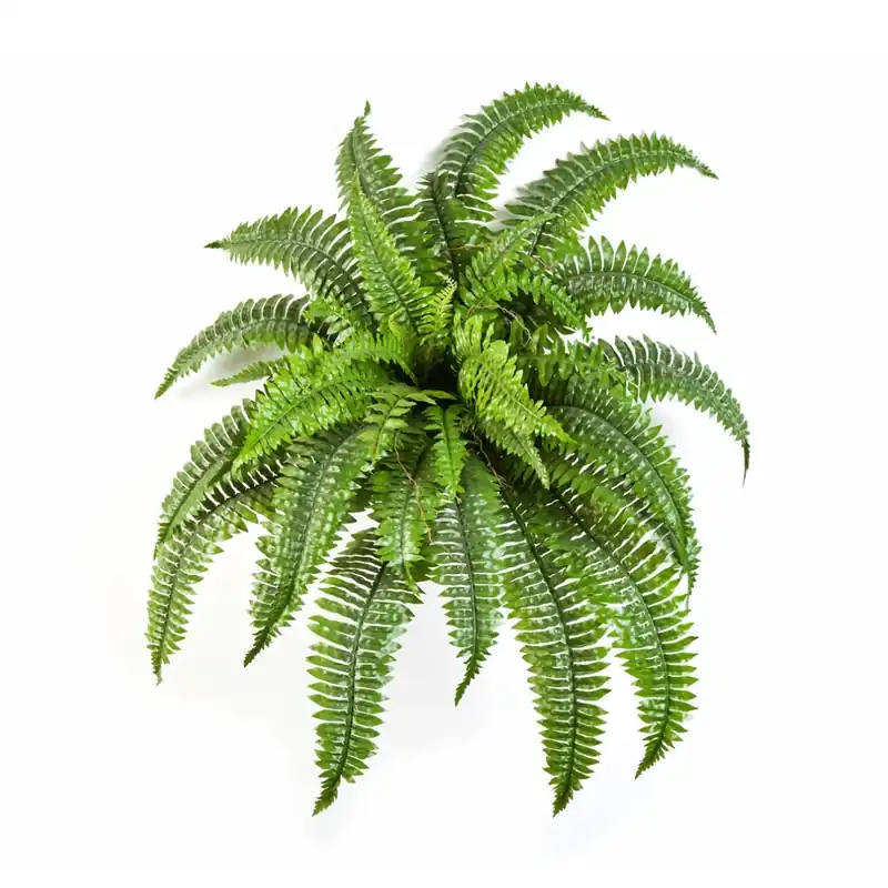 Kunst varen Nephrolepis Boston - 75 cm - Nieuw product