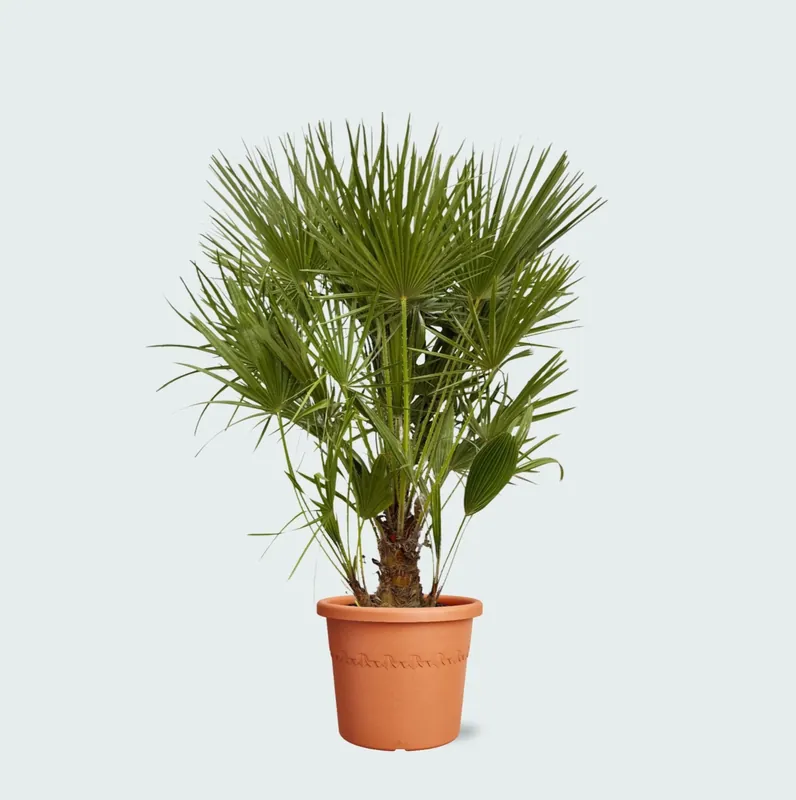 Korting - Chamaerops Humilis - 130cm