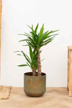 Alleen vandaag - Yucca elephantipes - 100cm