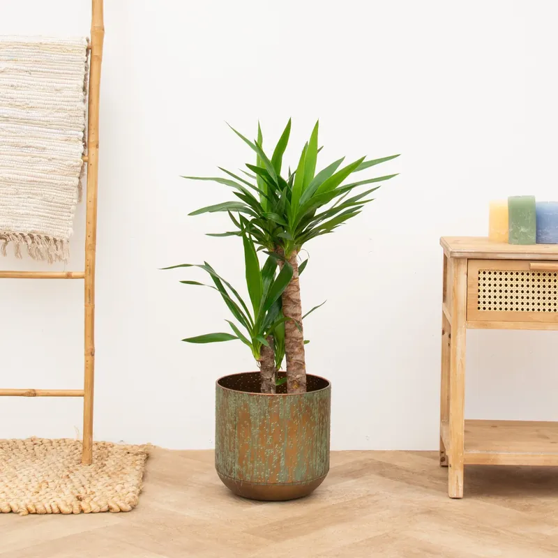 Alleen vandaag - Yucca elephantipes - 100cm