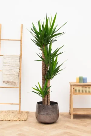 Verlaagde prijs - Yucca Elephantipes - 190cm