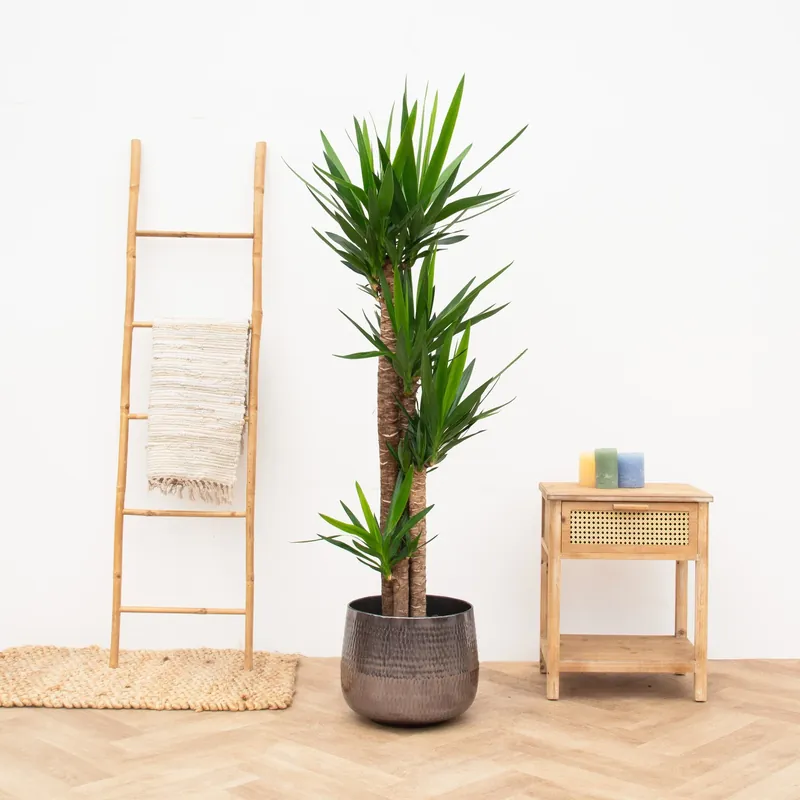 Verlaagde prijs - Yucca Elephantipes - 190cm