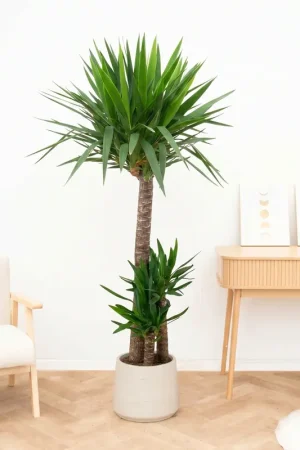 Yucca Elephantipes - 180cm | Zojuist toegevoegd
