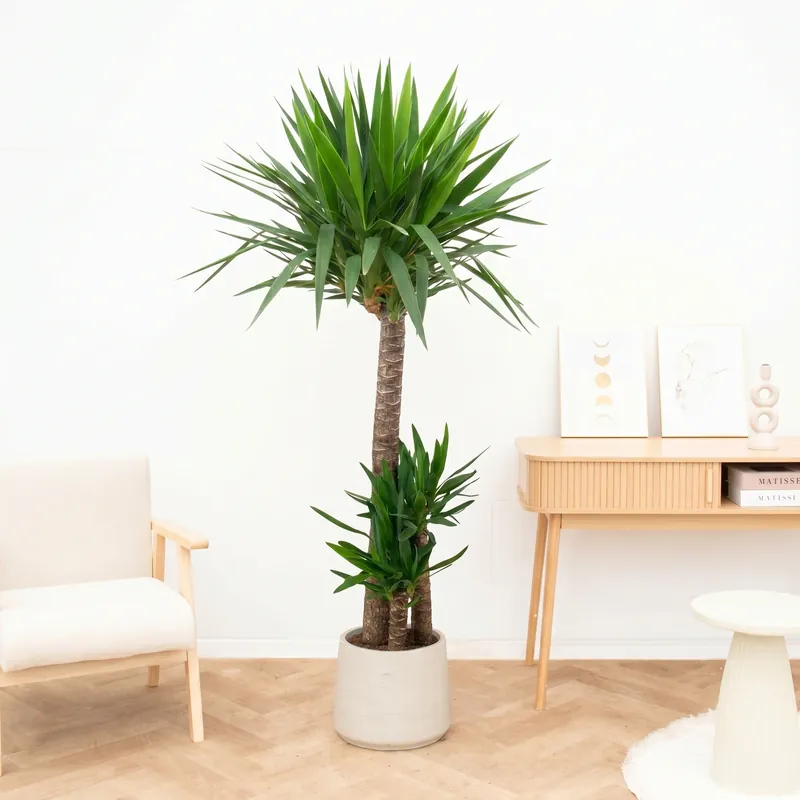 Yucca Elephantipes - 180cm | Zojuist toegevoegd