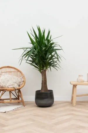 Yucca Elephantipes enkele stam - 130cm | Zeer goed beoordeeld