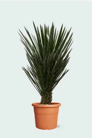 Yucca Filifera - 130 cm | Sale