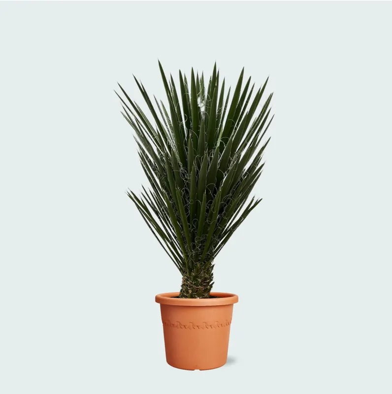 Yucca Filifera - 130 cm | Sale