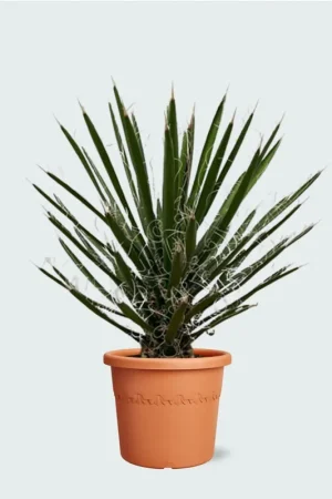 Yucca Filifera - 90cm - Bestseller