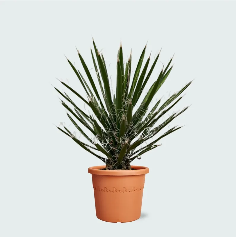 Yucca Filifera - 90cm - Bestseller