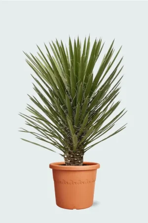 Voeg toe aan winkelwagen - Yucca Filifera Australis - 160cm