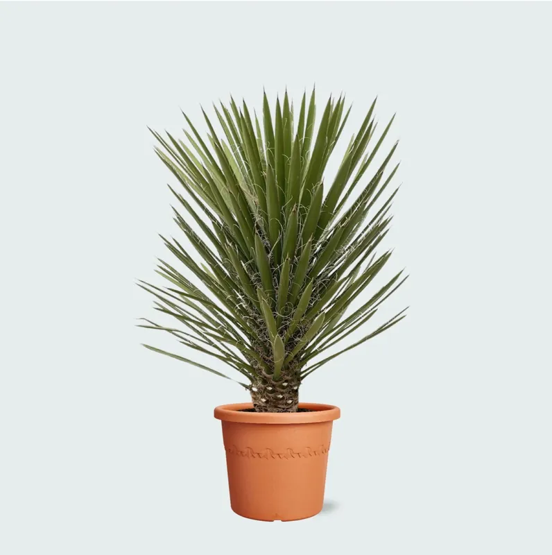 Voeg toe aan winkelwagen - Yucca Filifera Australis - 160cm