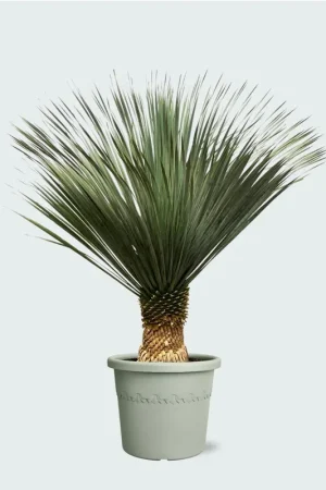 Yucca Rostrata - 160cm - Direct beschikbaar