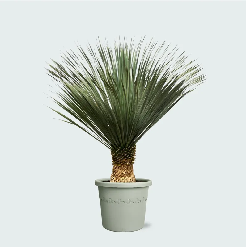 Yucca Rostrata - 160cm - Direct beschikbaar