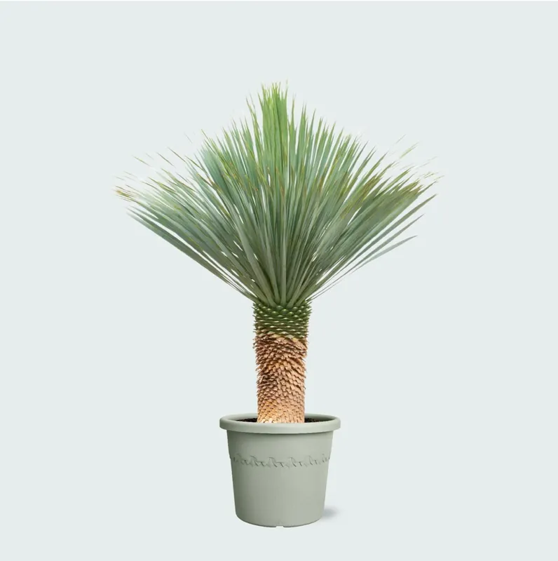 Speciale aanbieding - Yucca Rostrata - 170cm