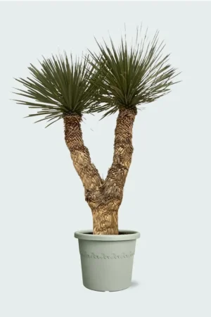Yucca Rostrata Hidra - 200 cm - Favoriet van klanten