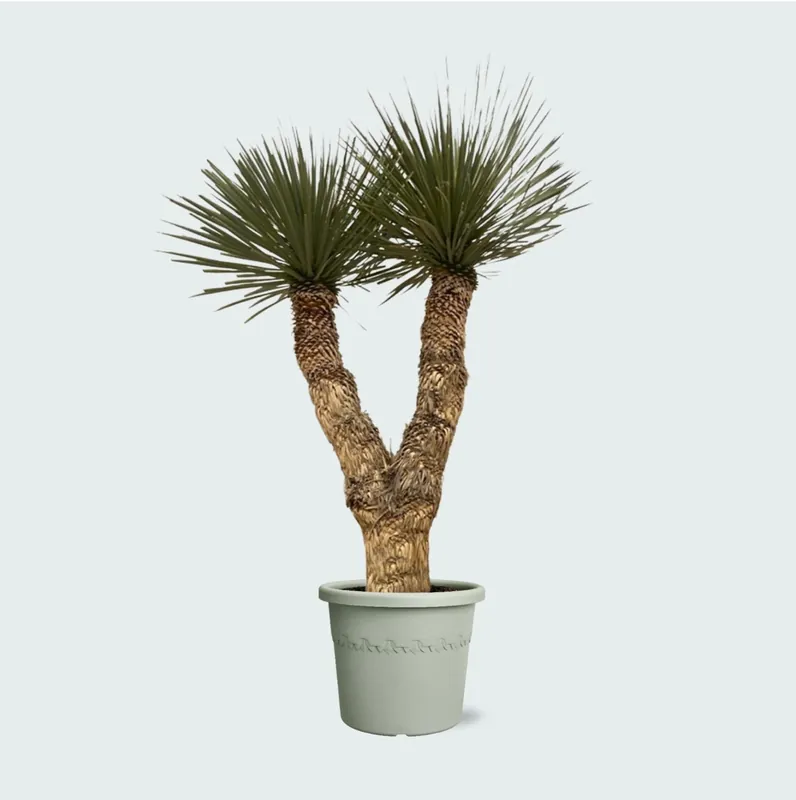 Yucca Rostrata Hidra - 200 cm - Favoriet van klanten