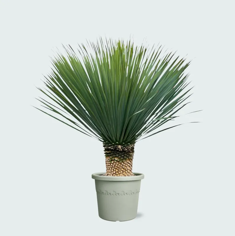 Veel voordeel - Yucca Rostrata - 140 cm