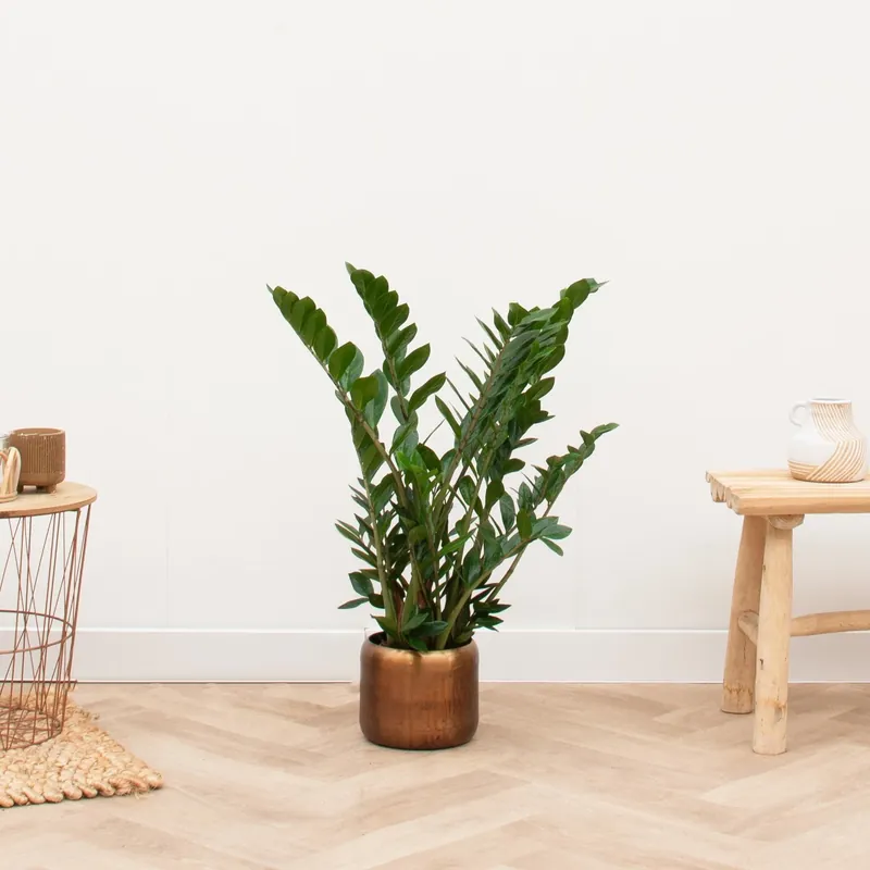 Rechtstreeks van de fabrikant - Zamioculcas - 70cm