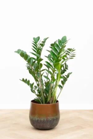 Zamioculcas - 90cm - Superprijs