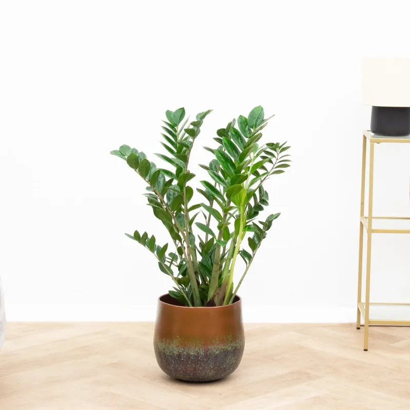 Zamioculcas - 90cm - Superprijs