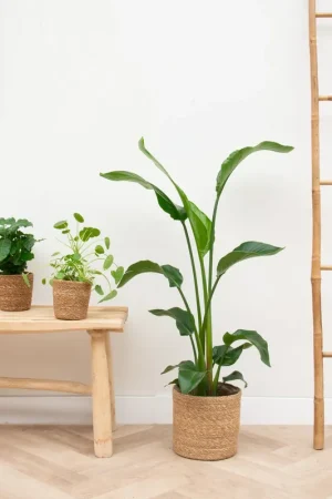 Appartement klein plantenpakket inclusief manden - Prijsverlaging