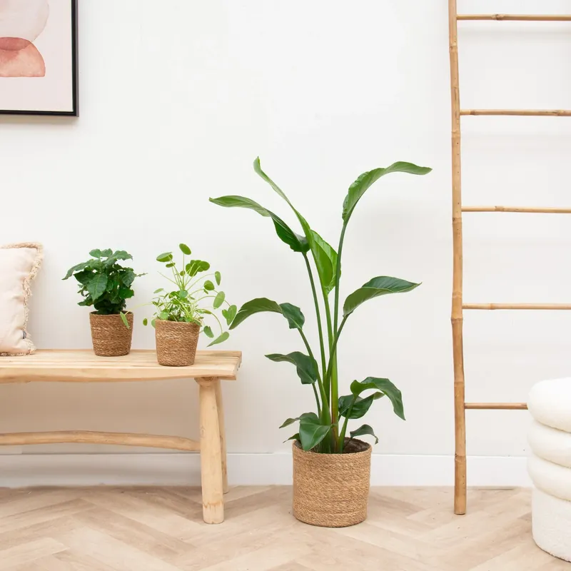 Appartement klein plantenpakket inclusief manden - Prijsverlaging