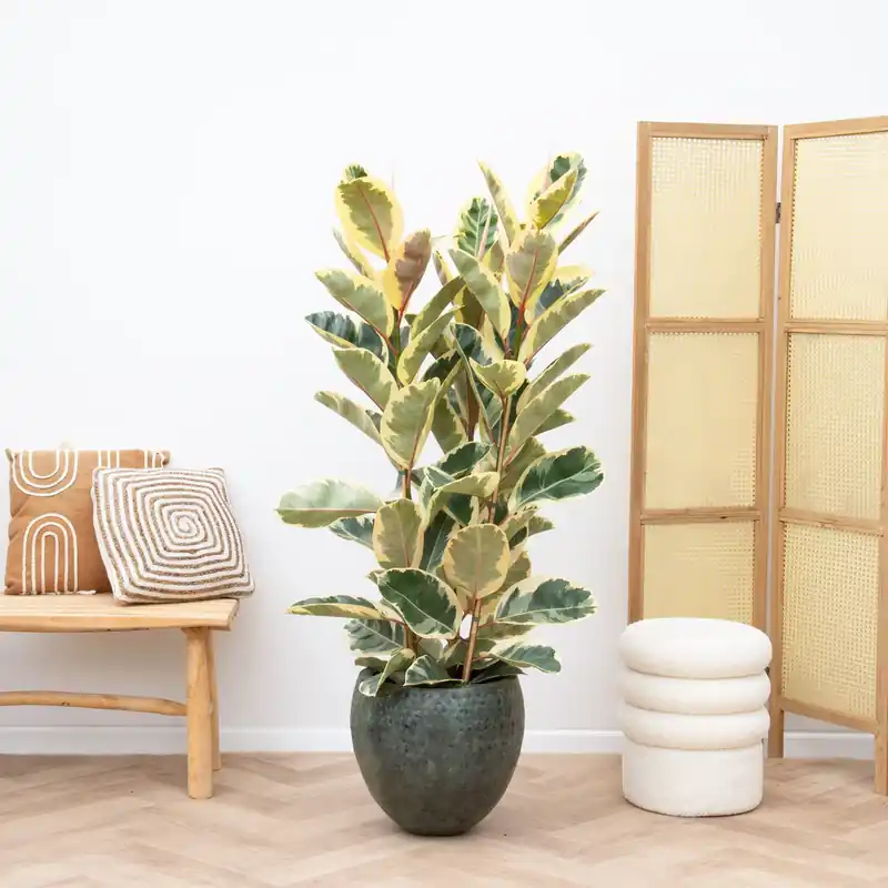 Ficus Elastica Tineke struik - 150cm | Voeg toe aan winkelwagen