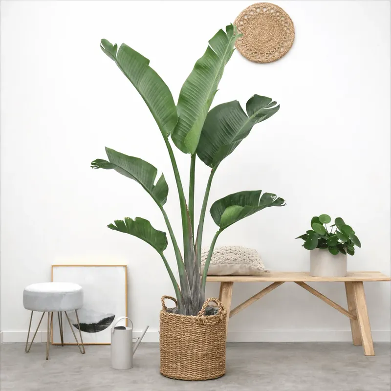 Scherp geprijsd | Strelitzia Augusta - 180cm