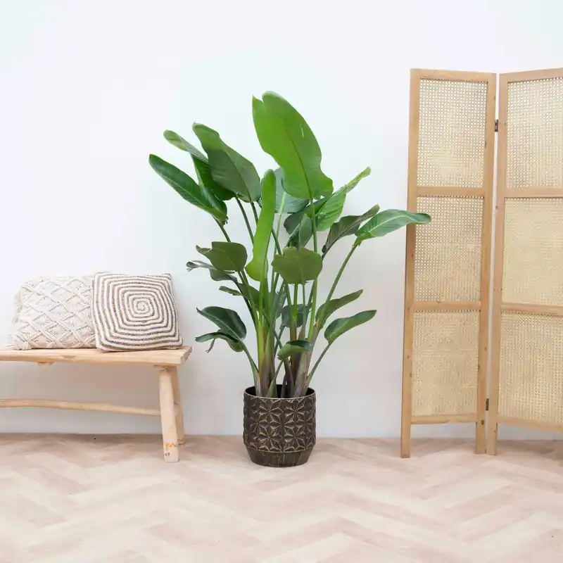Nieuw product - Strelitzia Nicolai XXL - 180cm