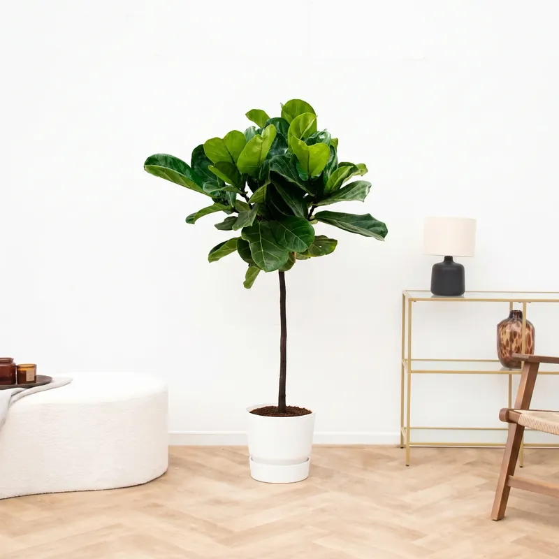 Prijs verlaagd - Ficus Lyrata stam - 100cm