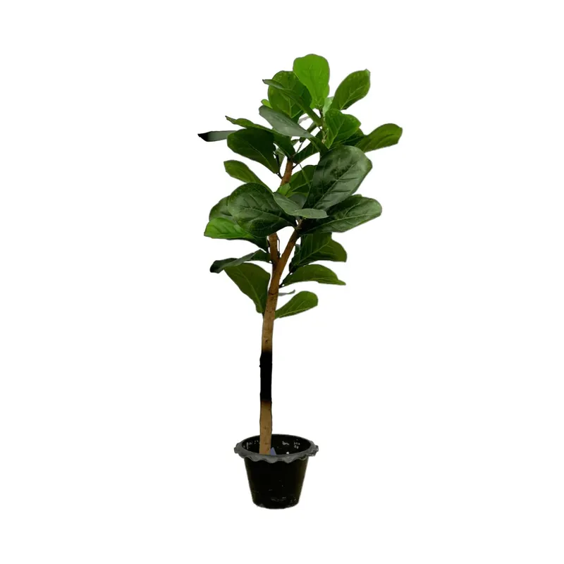 Extra korting - Kunst Ficus Lyrata op stam - 150cm